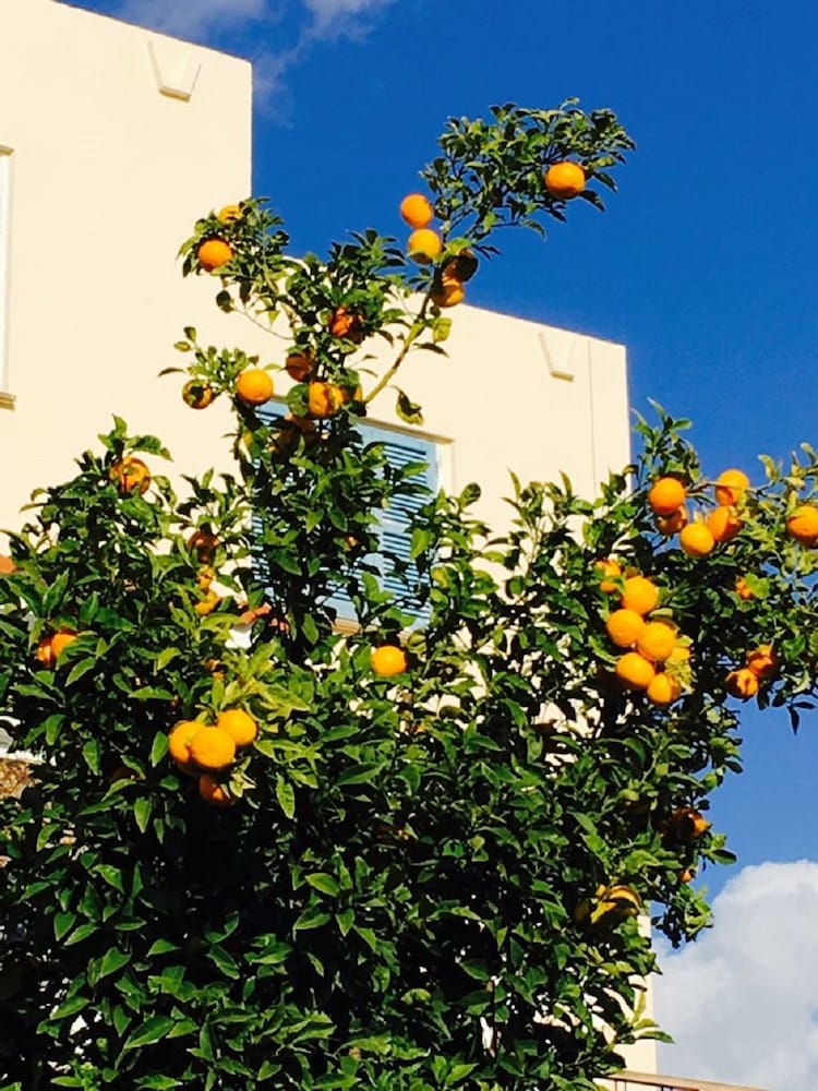 Фото Apartment in Kato Paphos