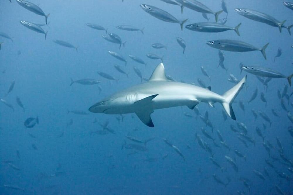 Фото South Ari Inn