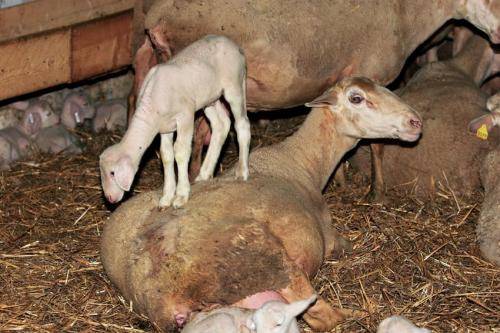 Фото Hôtel La Marisa