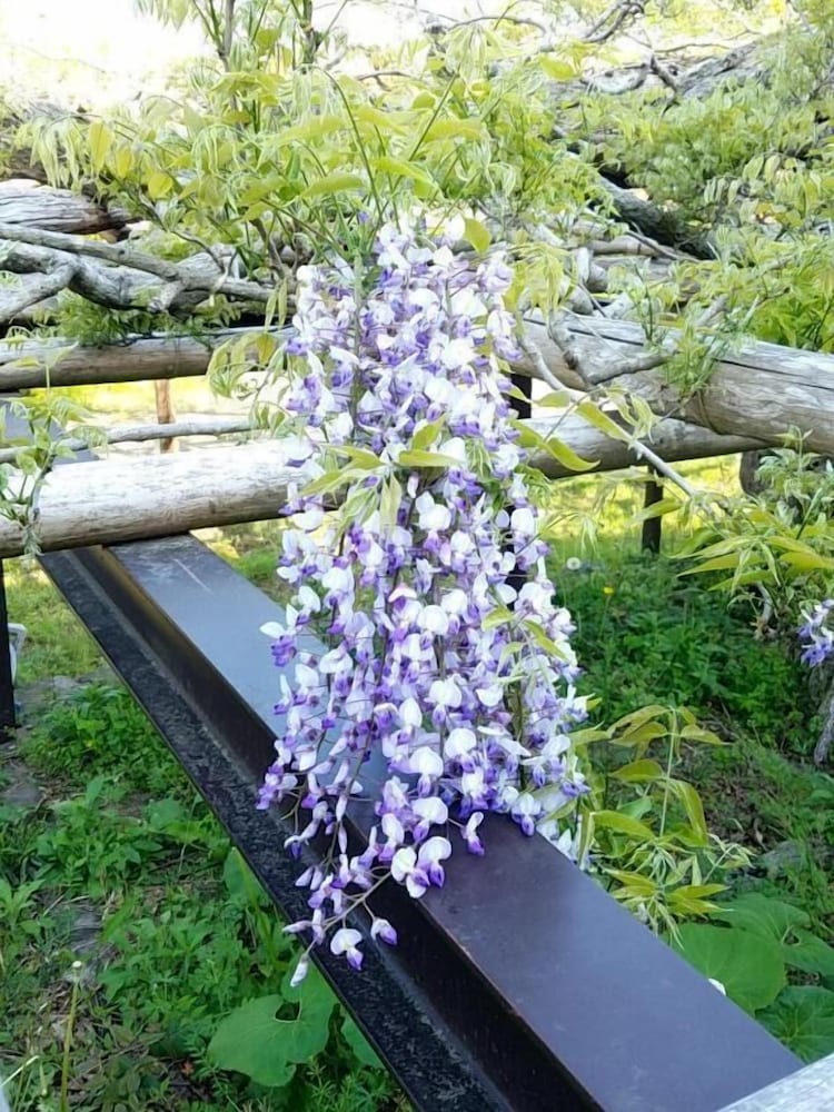 Фото Guesthouse-Lahar- Hostel