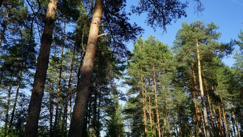 Дом отдыха Орша Ривер Клаб в Твери
