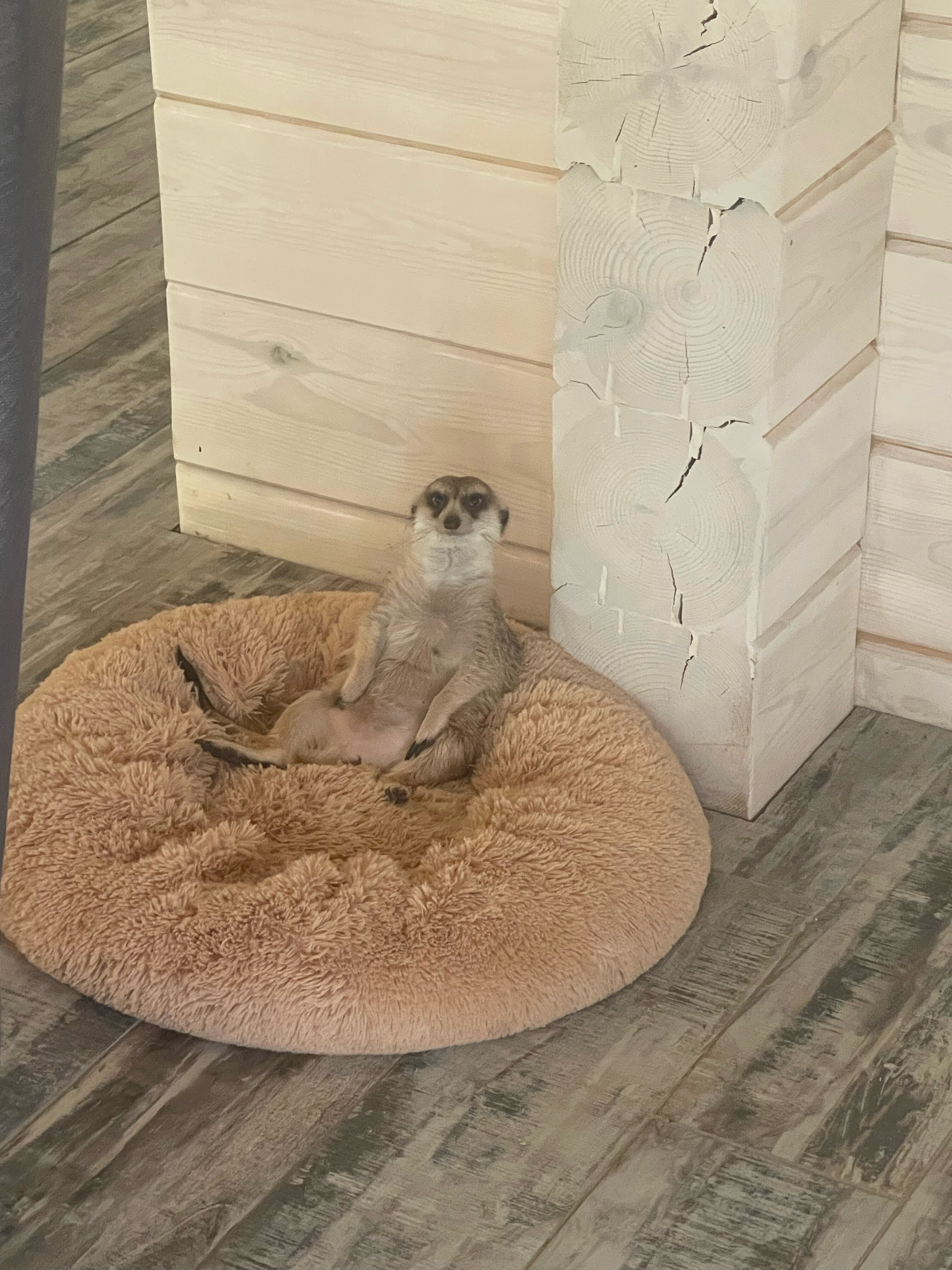 Фото Шале в лесу