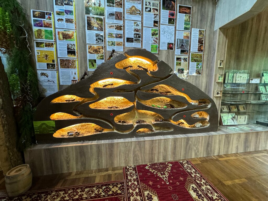 Музей Музей Леса Светлогорского района, Светлогорск, фото