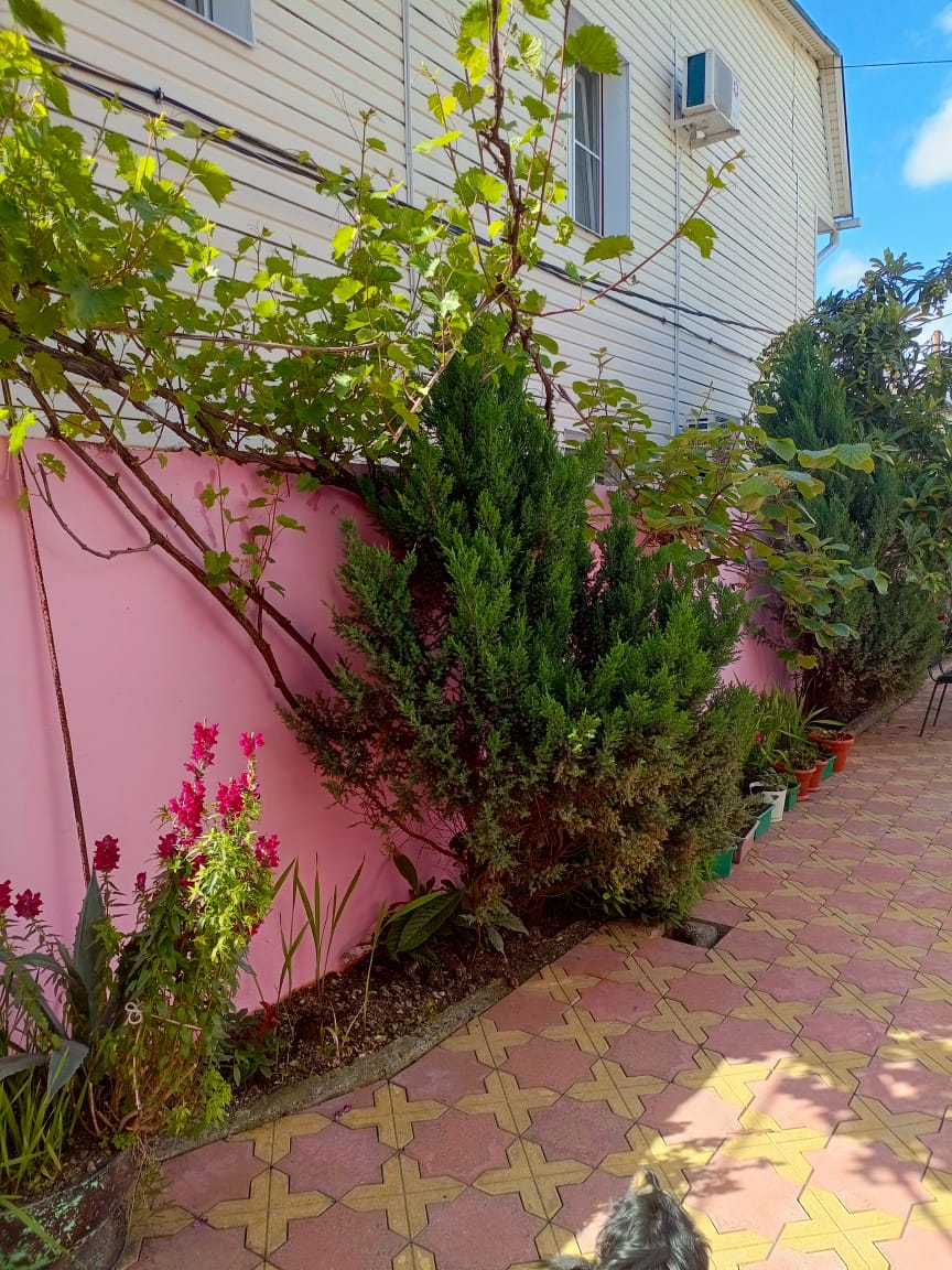 Фото Азалия