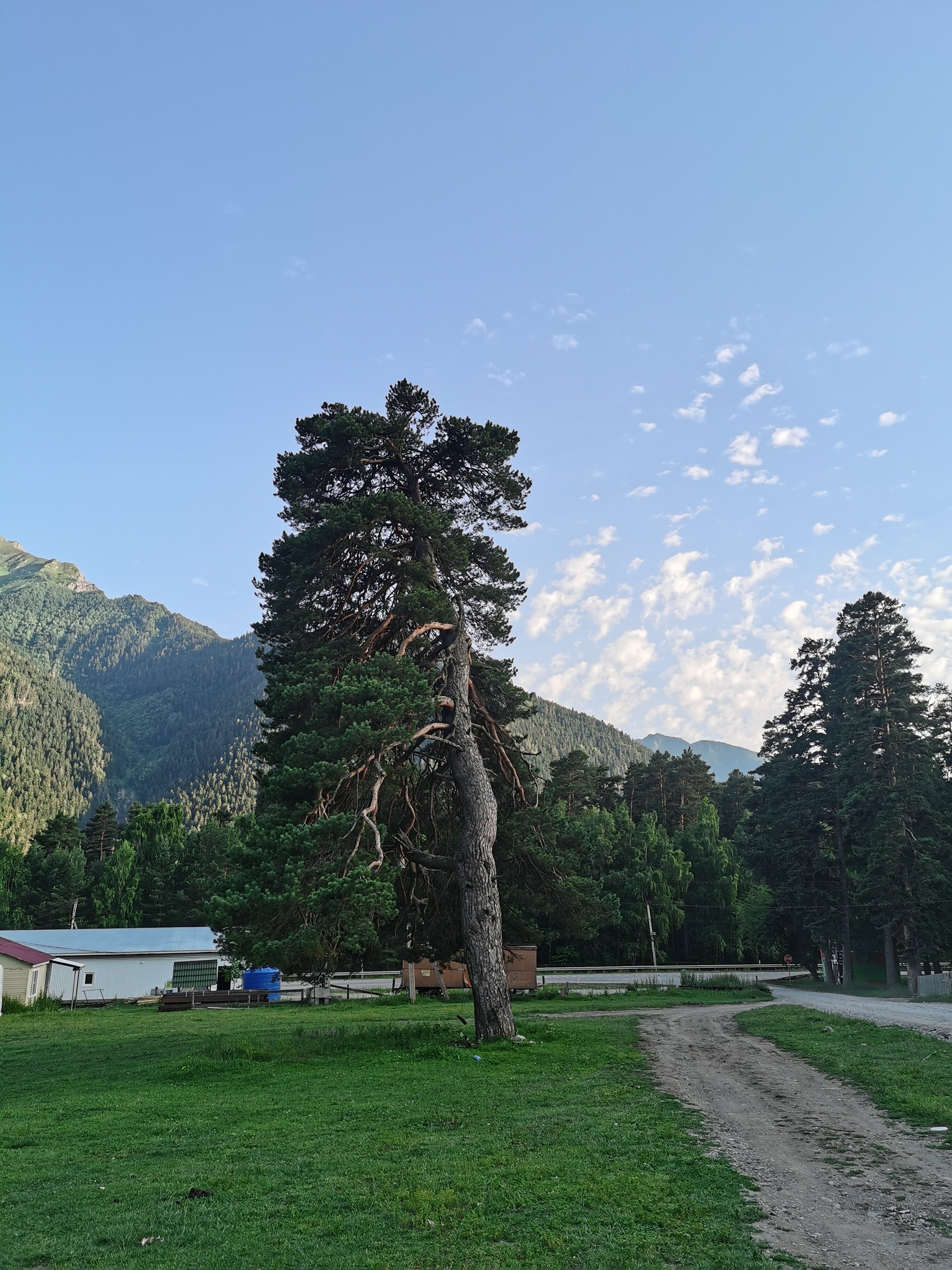 Фото Paradise Forest