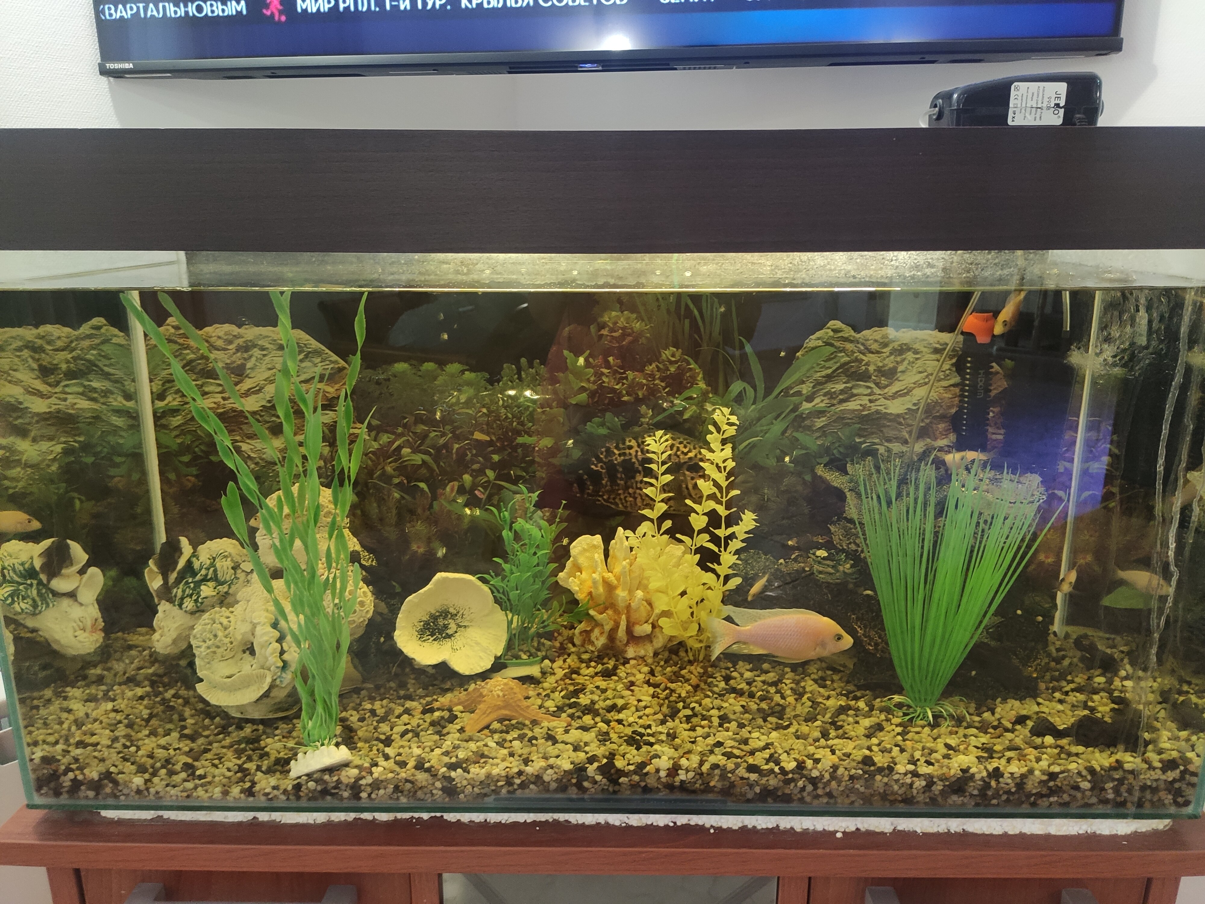 Фото Семь королей