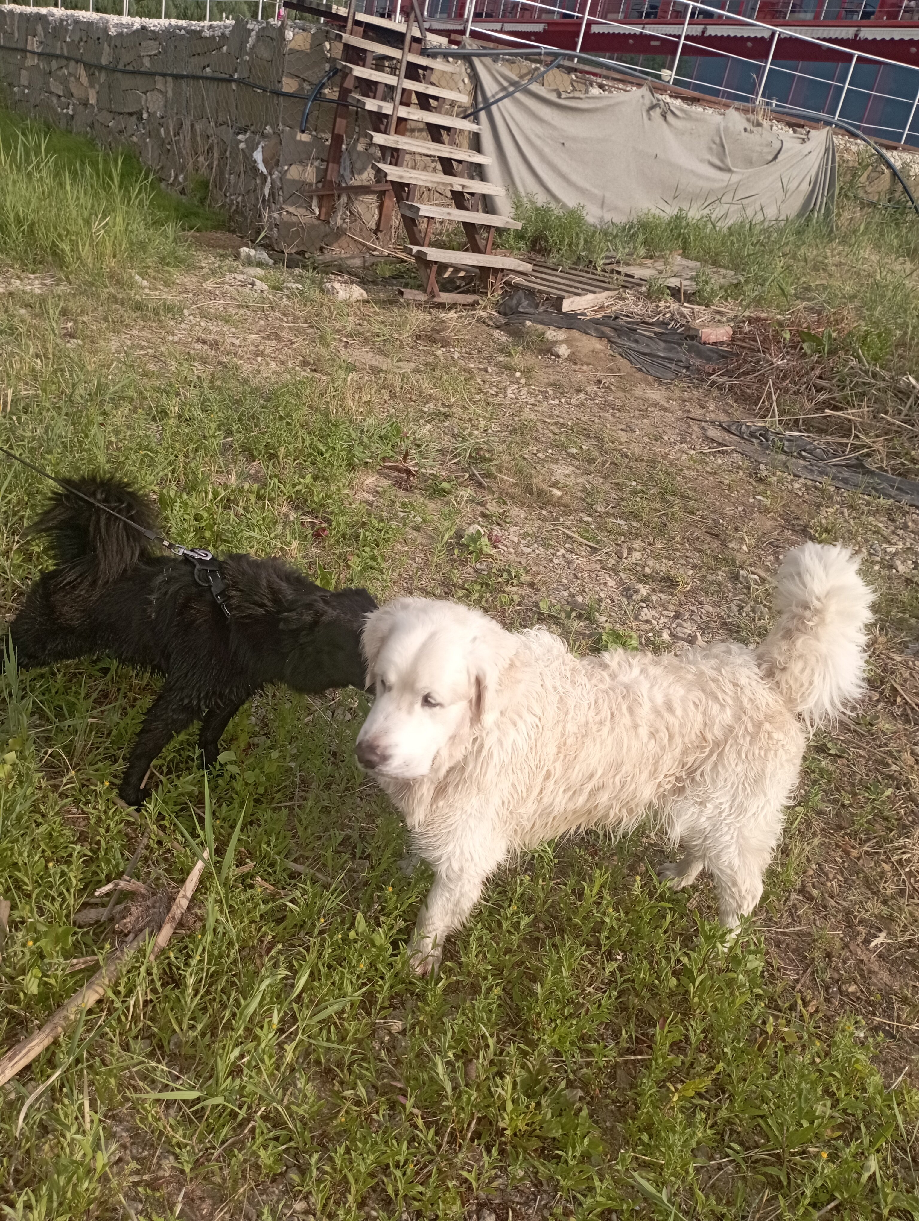 Фото Волга Star