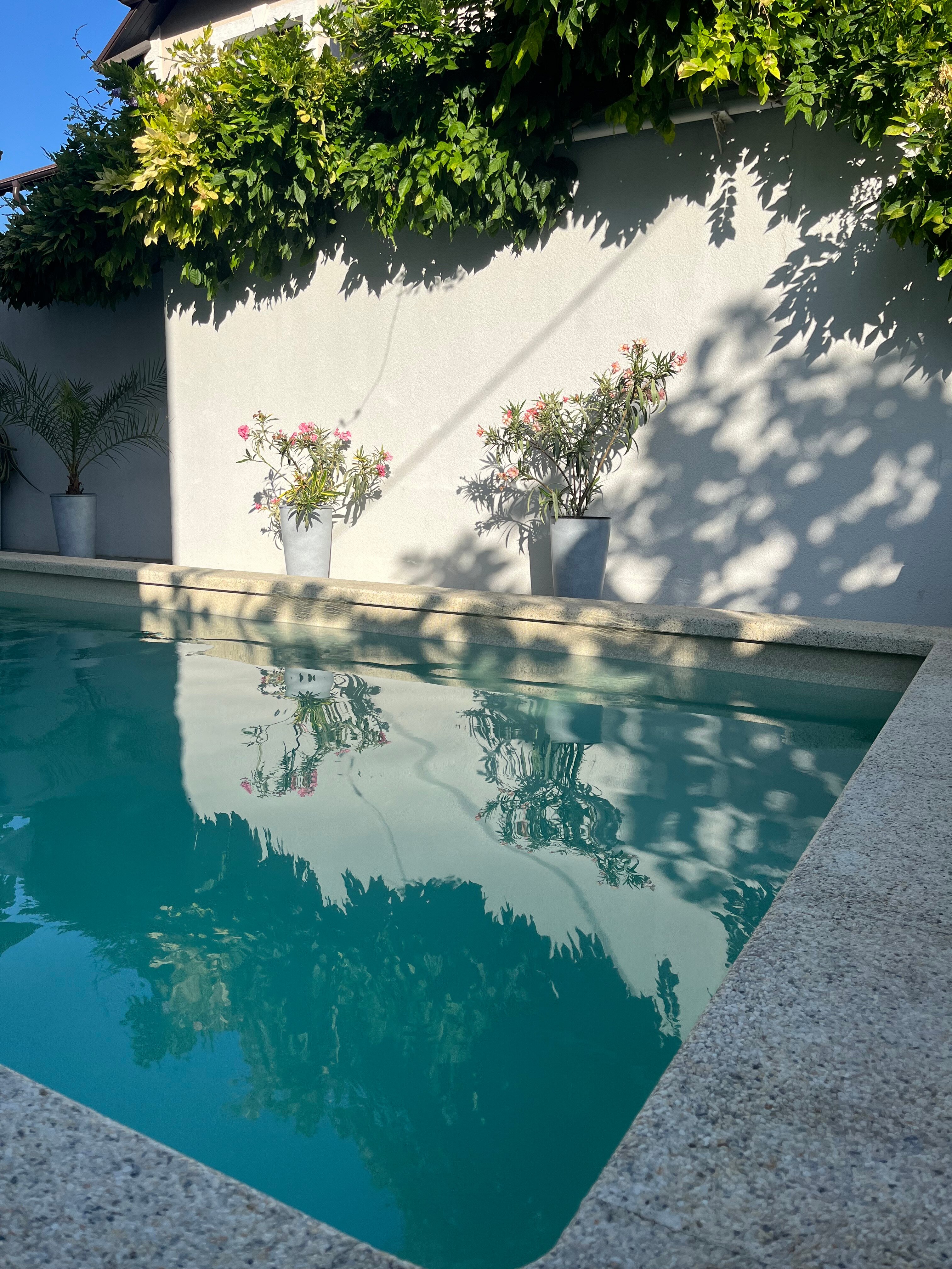 Фото Южная Роза