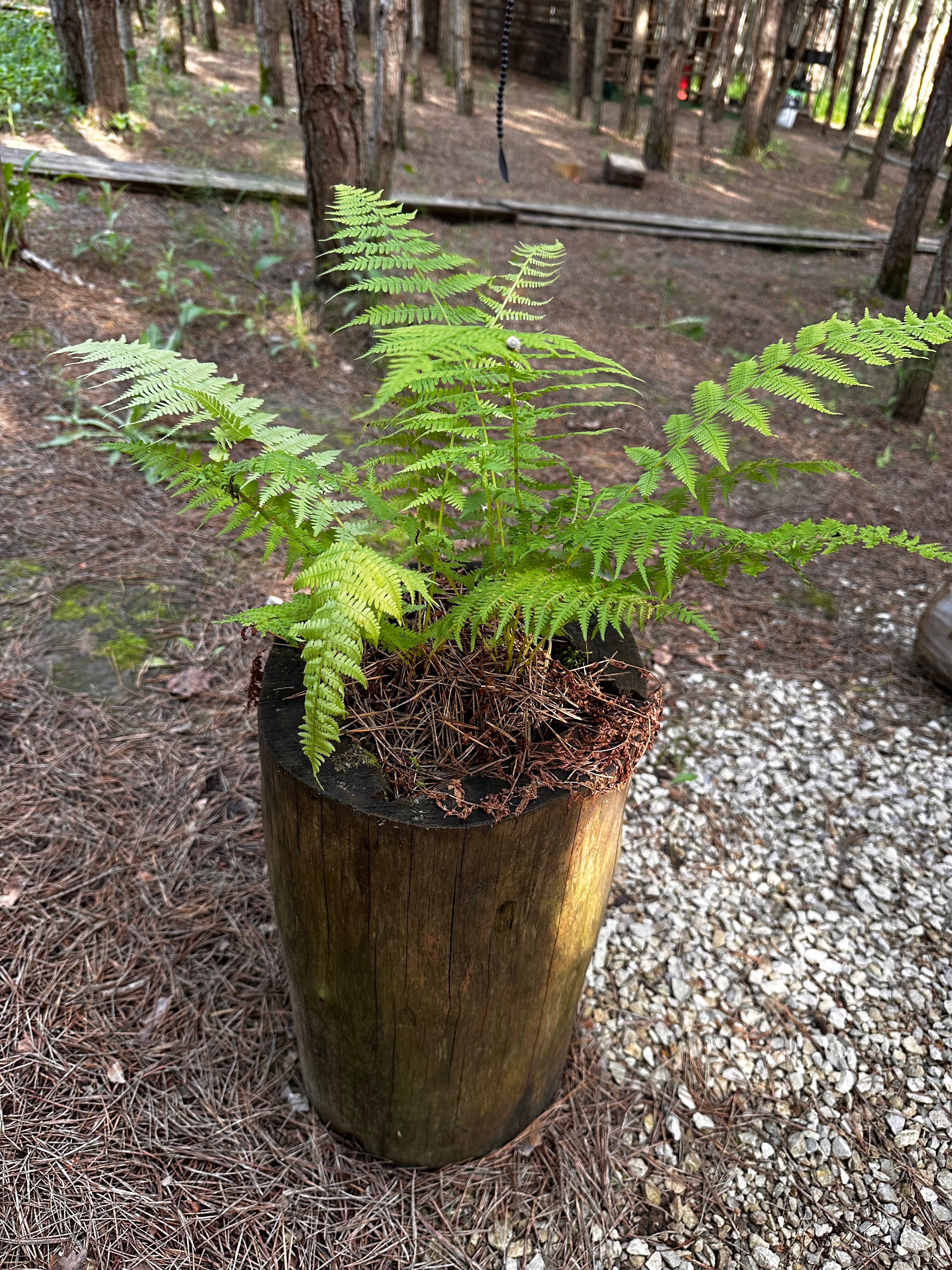 Фото О, Дни в Лесу