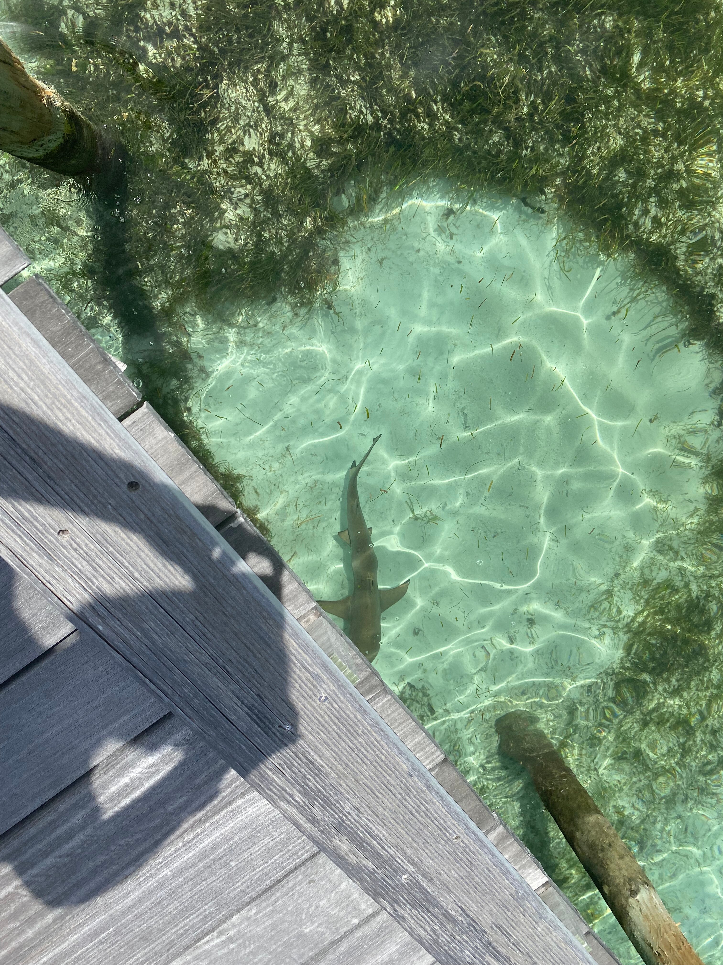 Фото Kuredu Resort and SPA