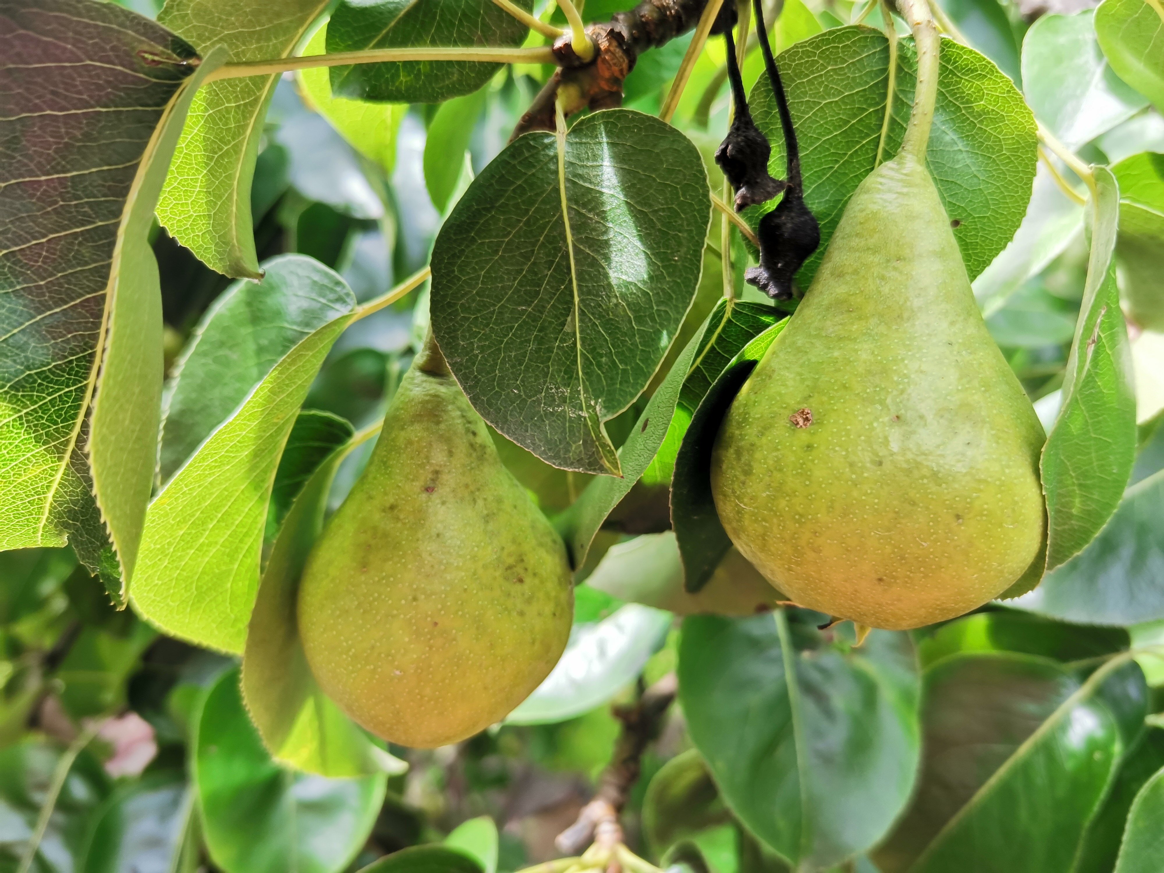 Фото Усадьба Сафроновых