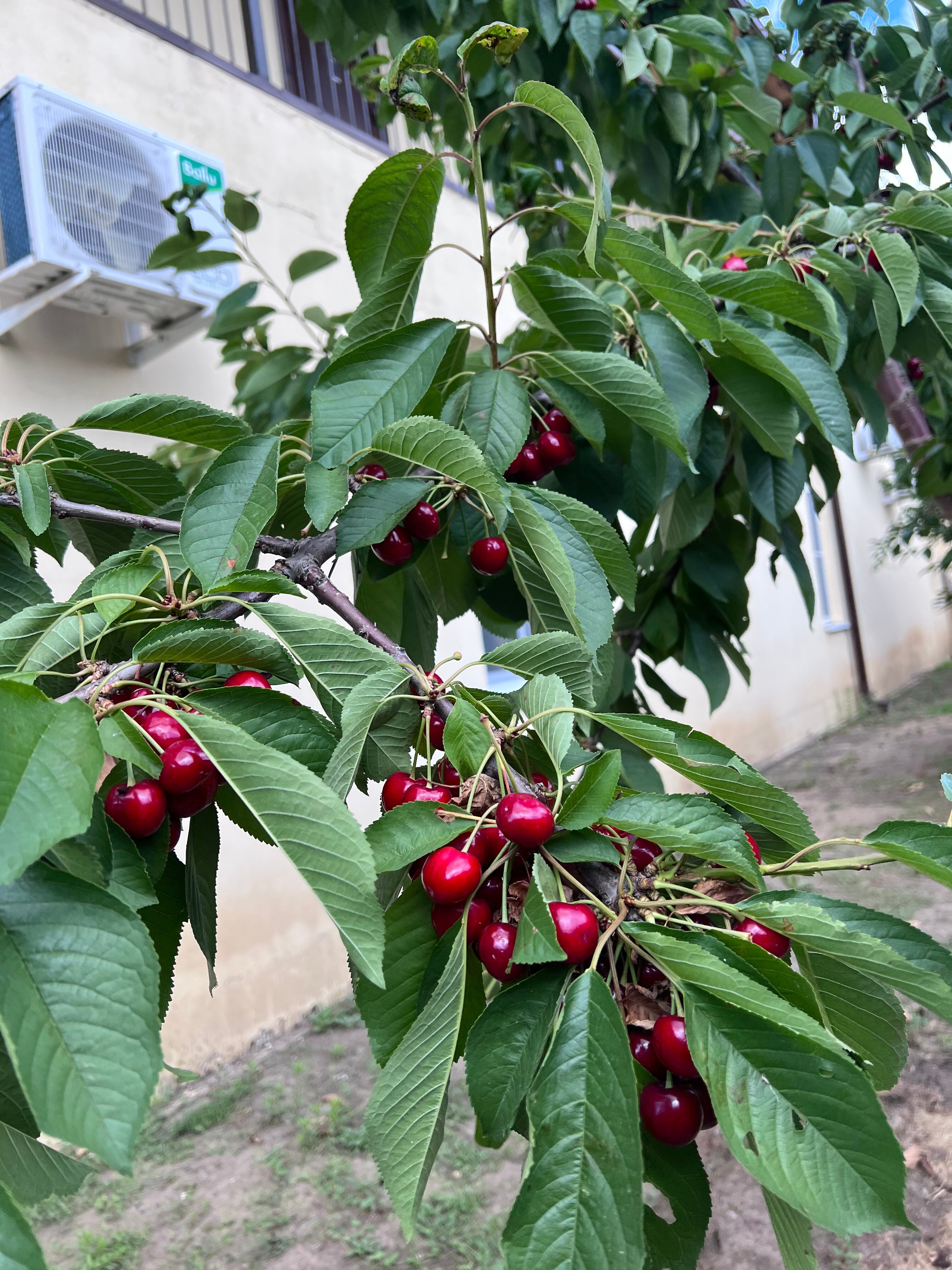 Фото Петровская Застава