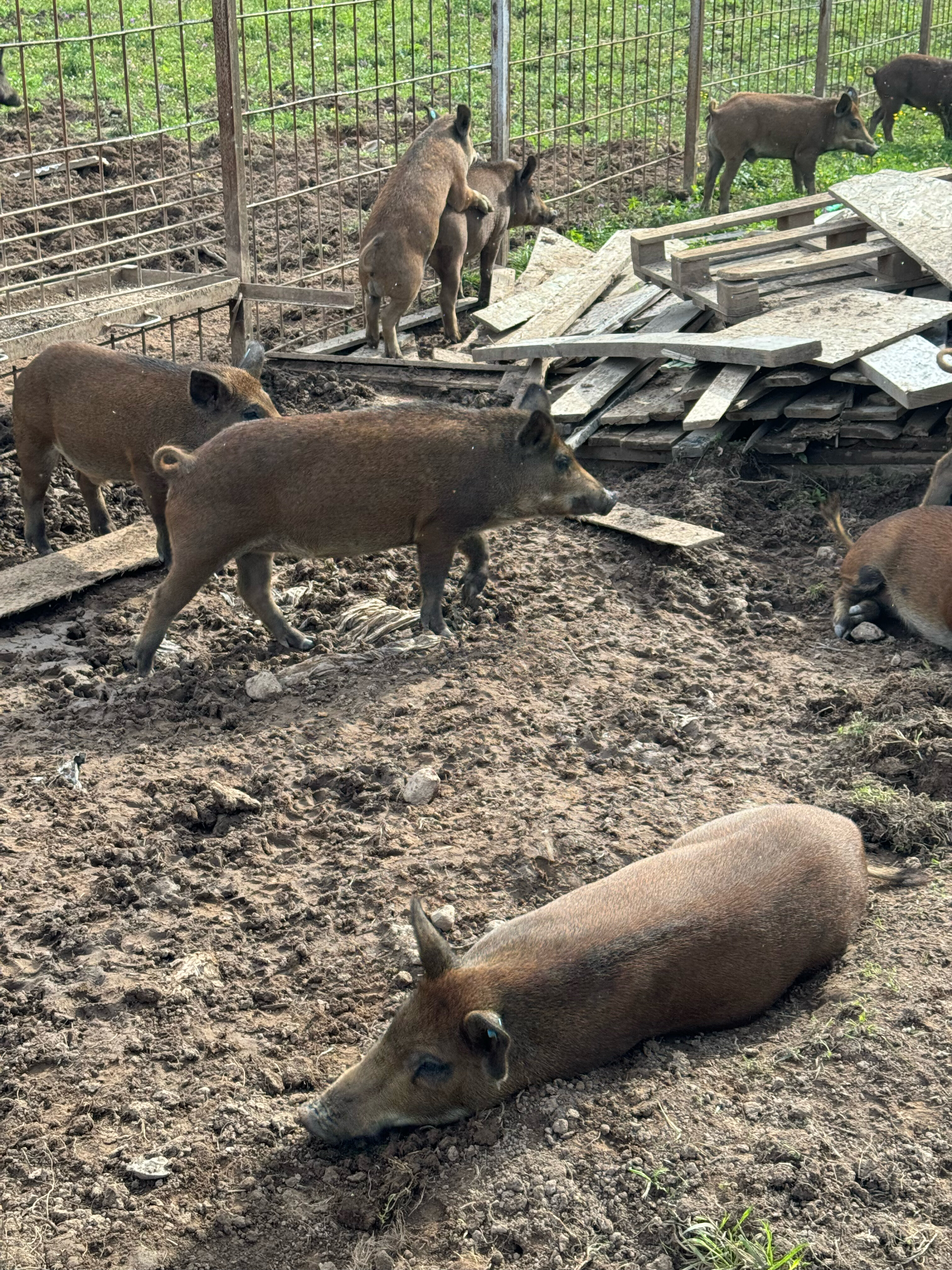 Фото Волго. Дача