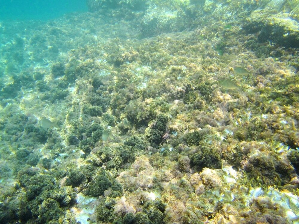 Фото Sea of Eden