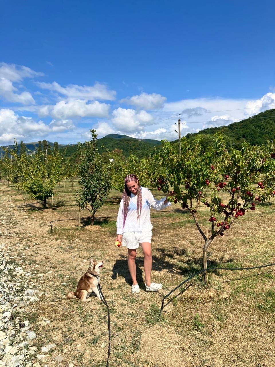 Фото Секвойя