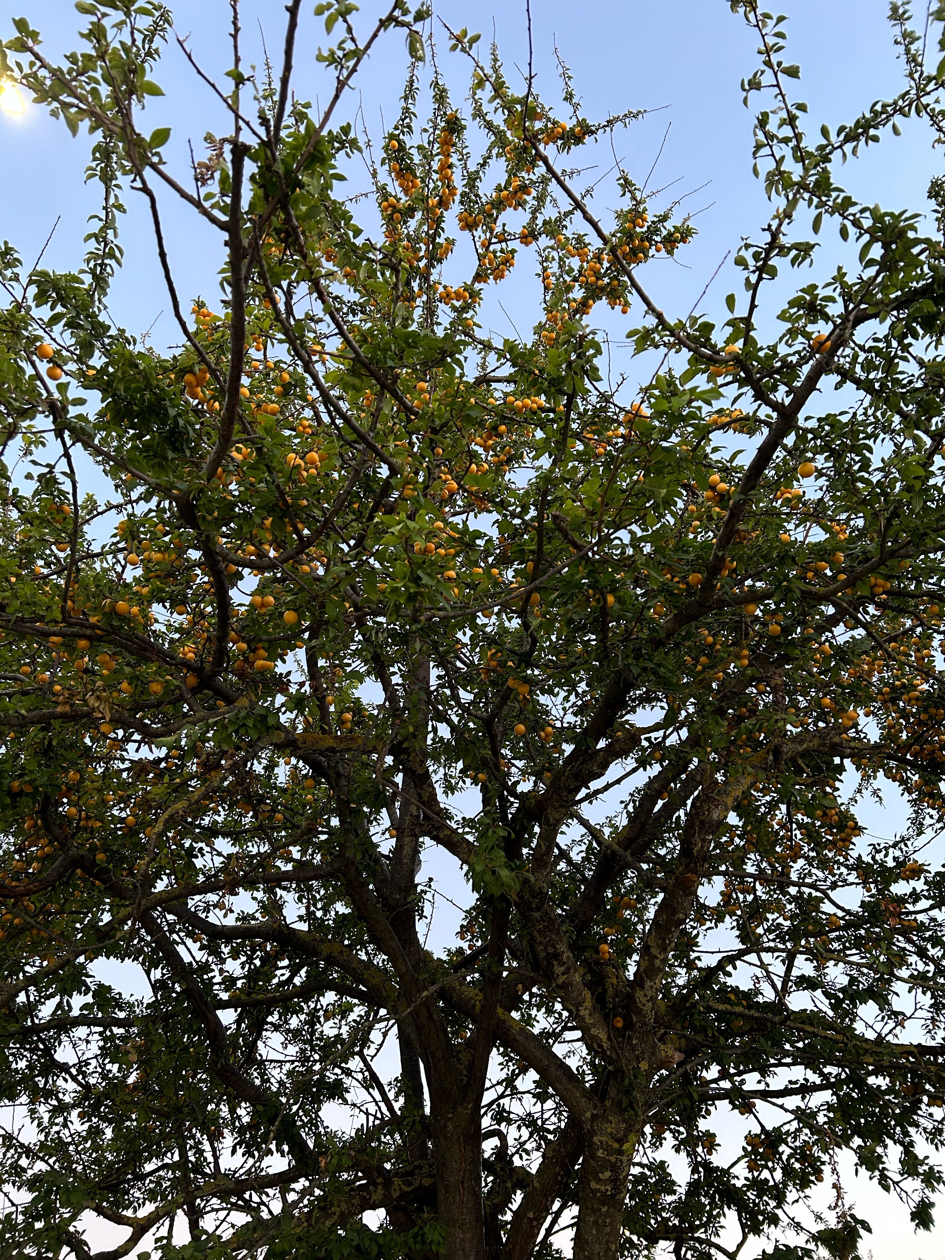 Фото Спутник