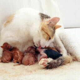 Veterinary clinic Uyan Veterinary Clinic, Kayseri, photo