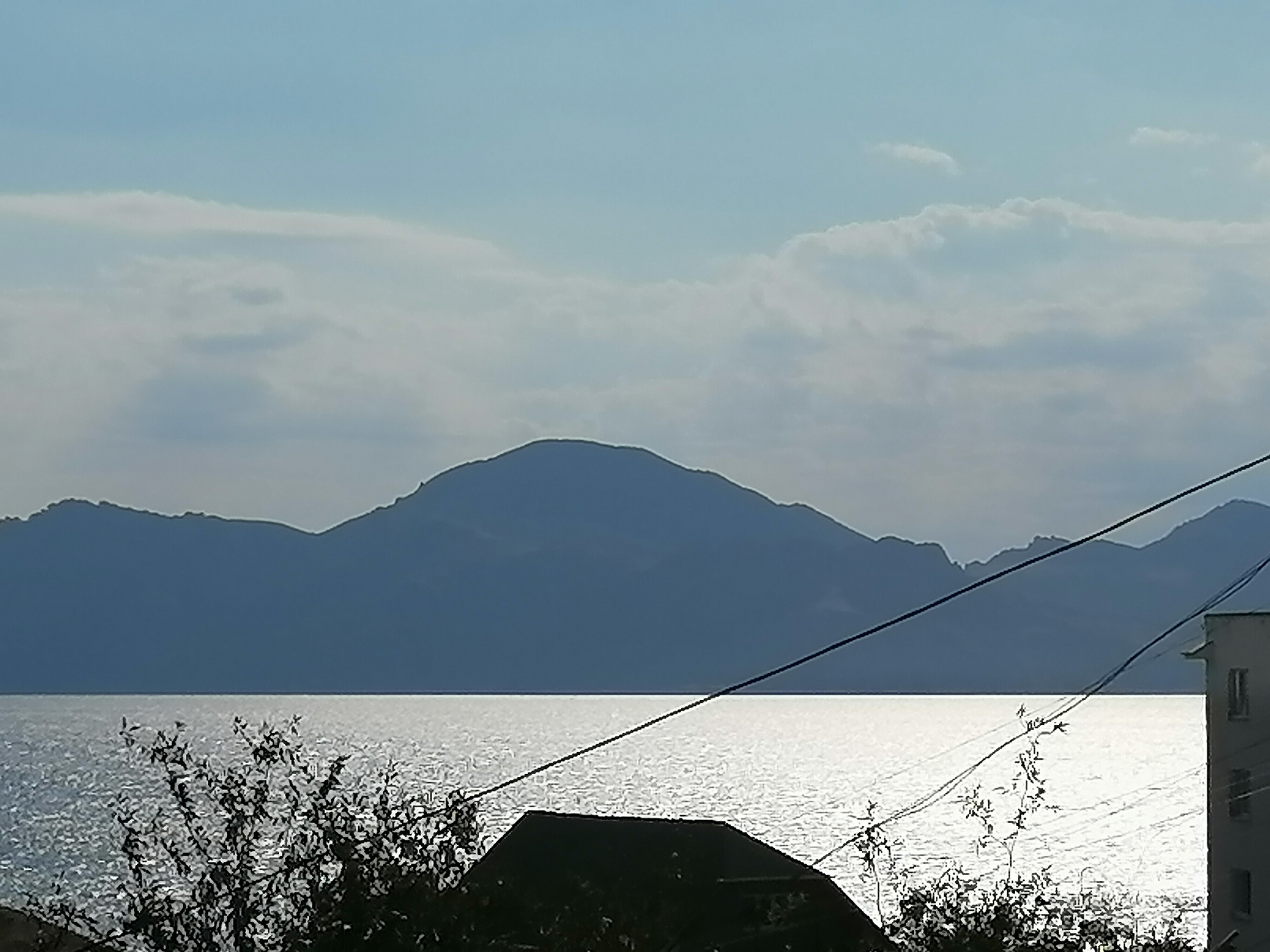 Фото Белый лебедь