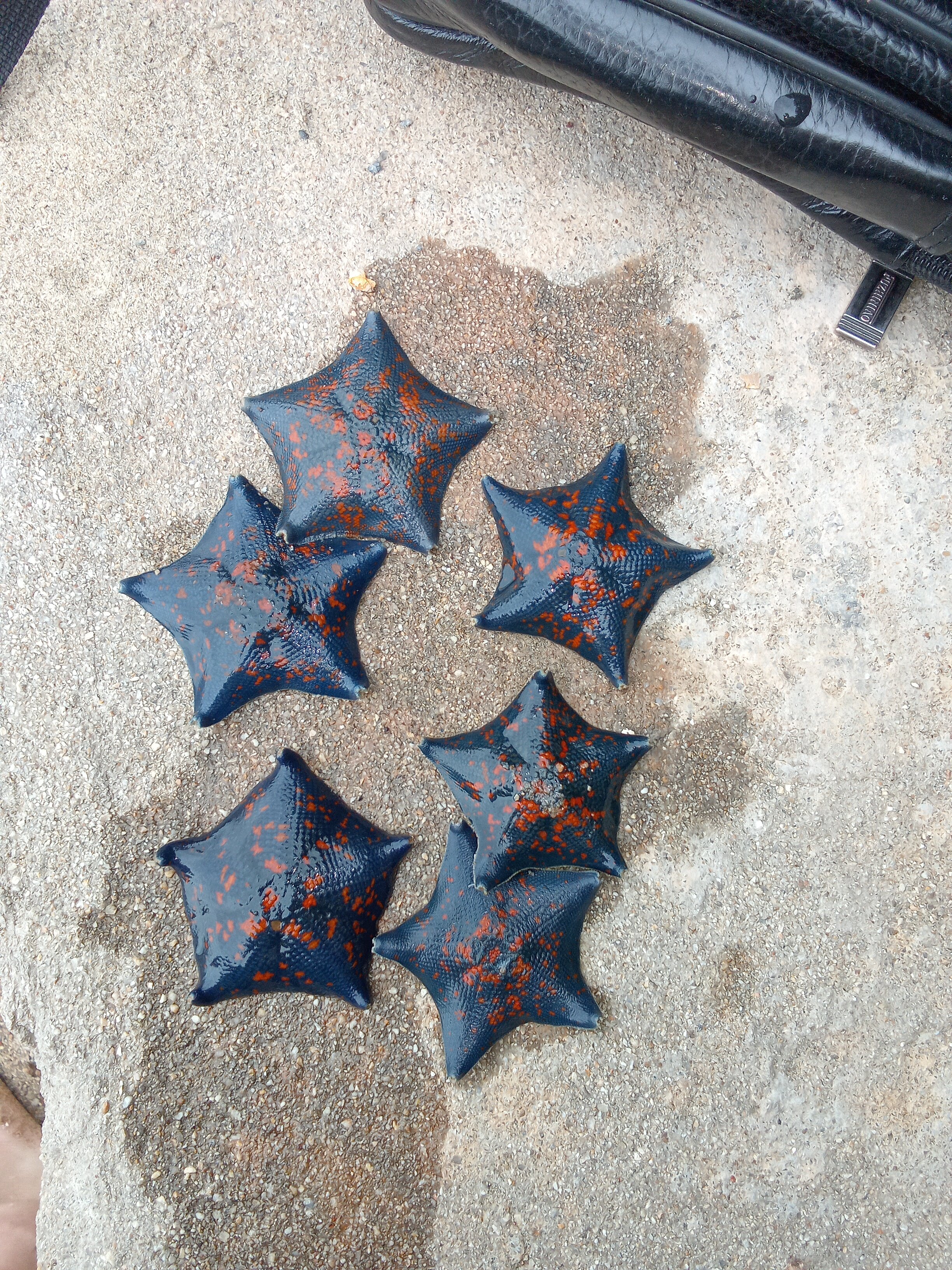 Фото Ковчег