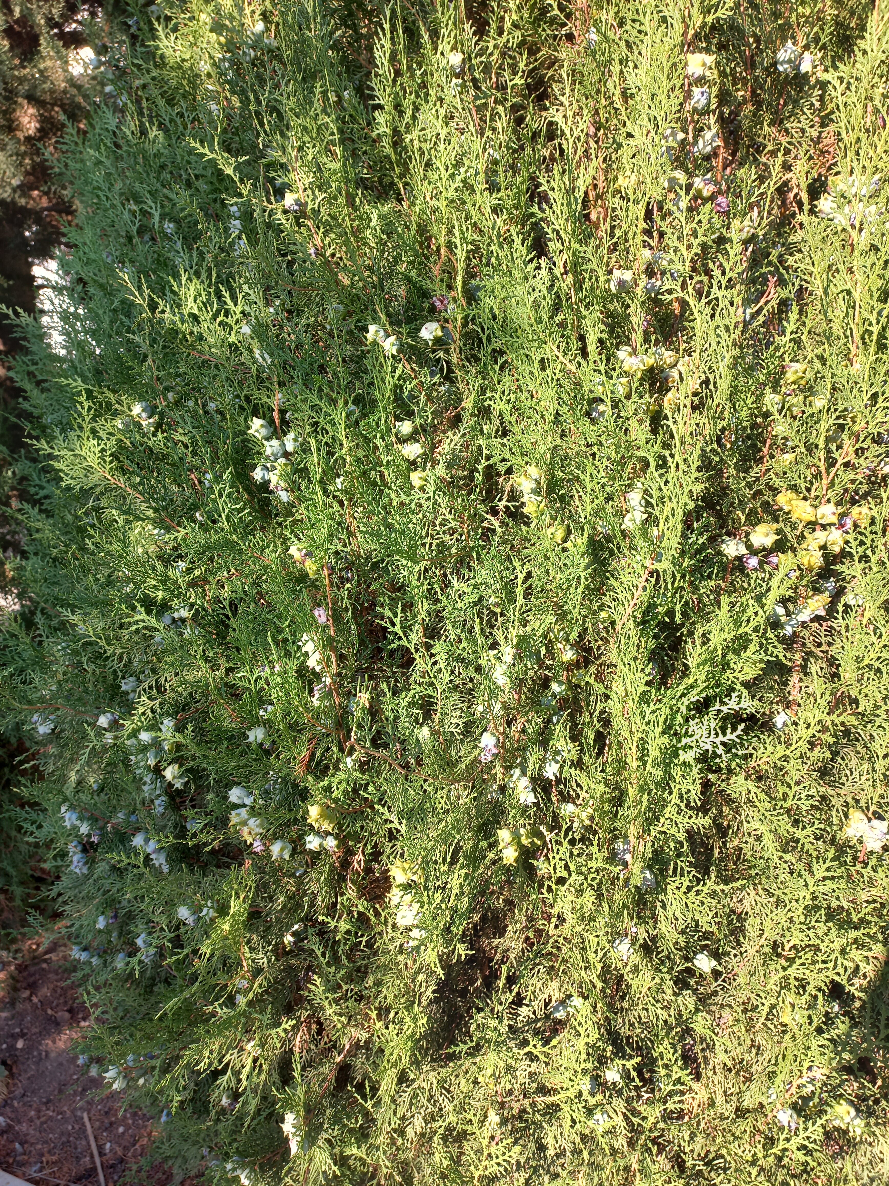 Фото Сахалин