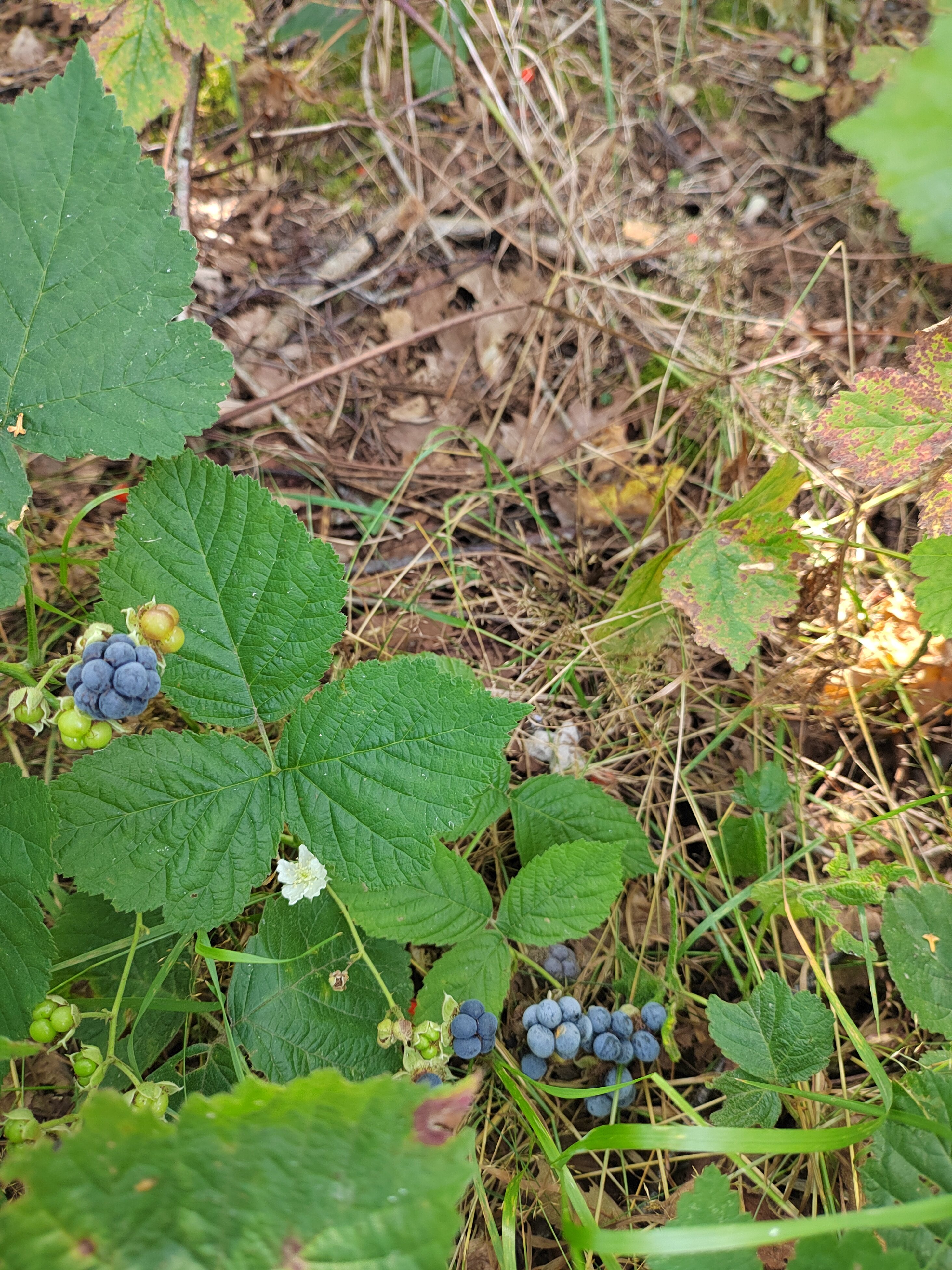 Фото Усадьба у Охотника