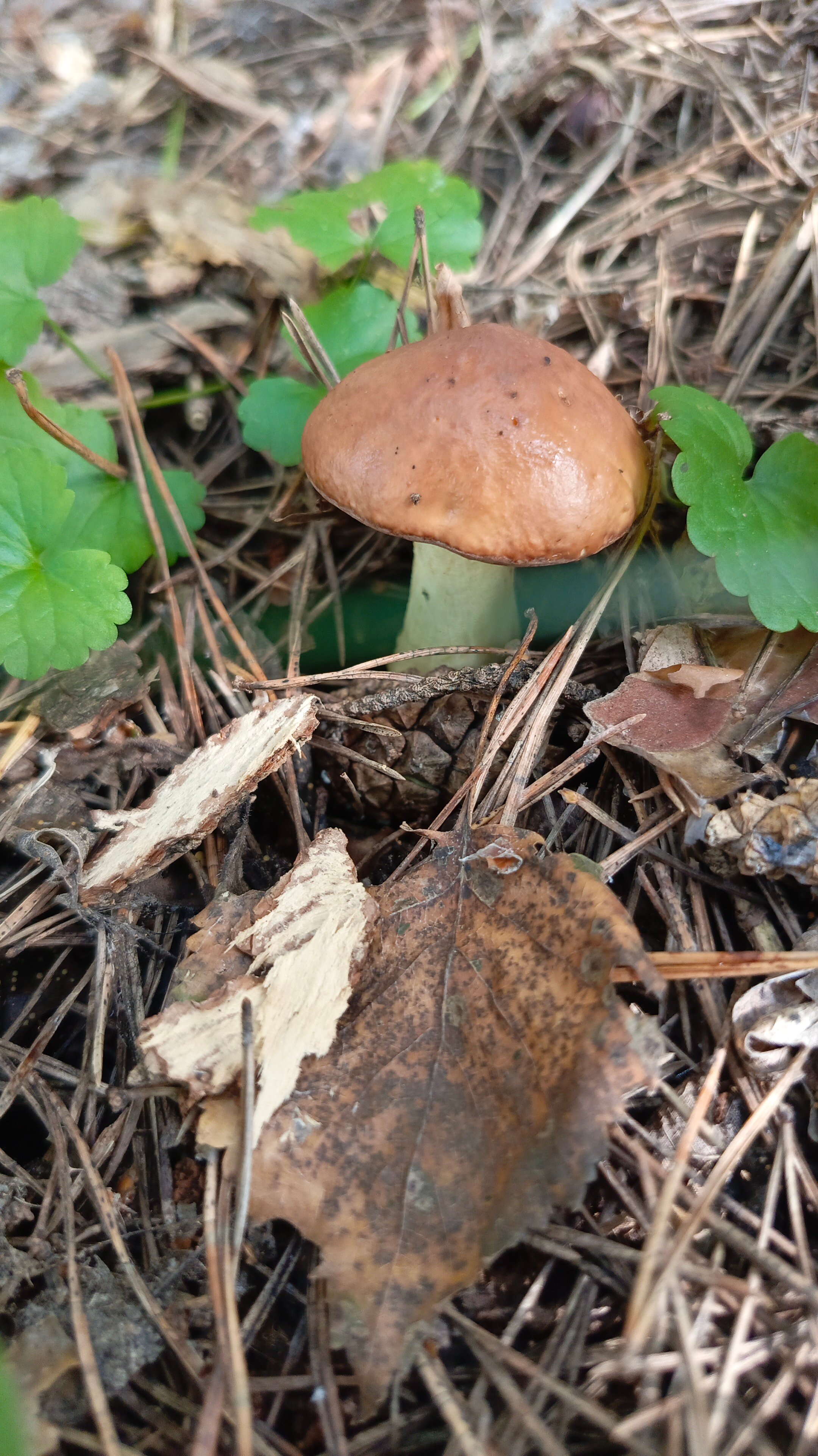 Фото Зелёная поляна