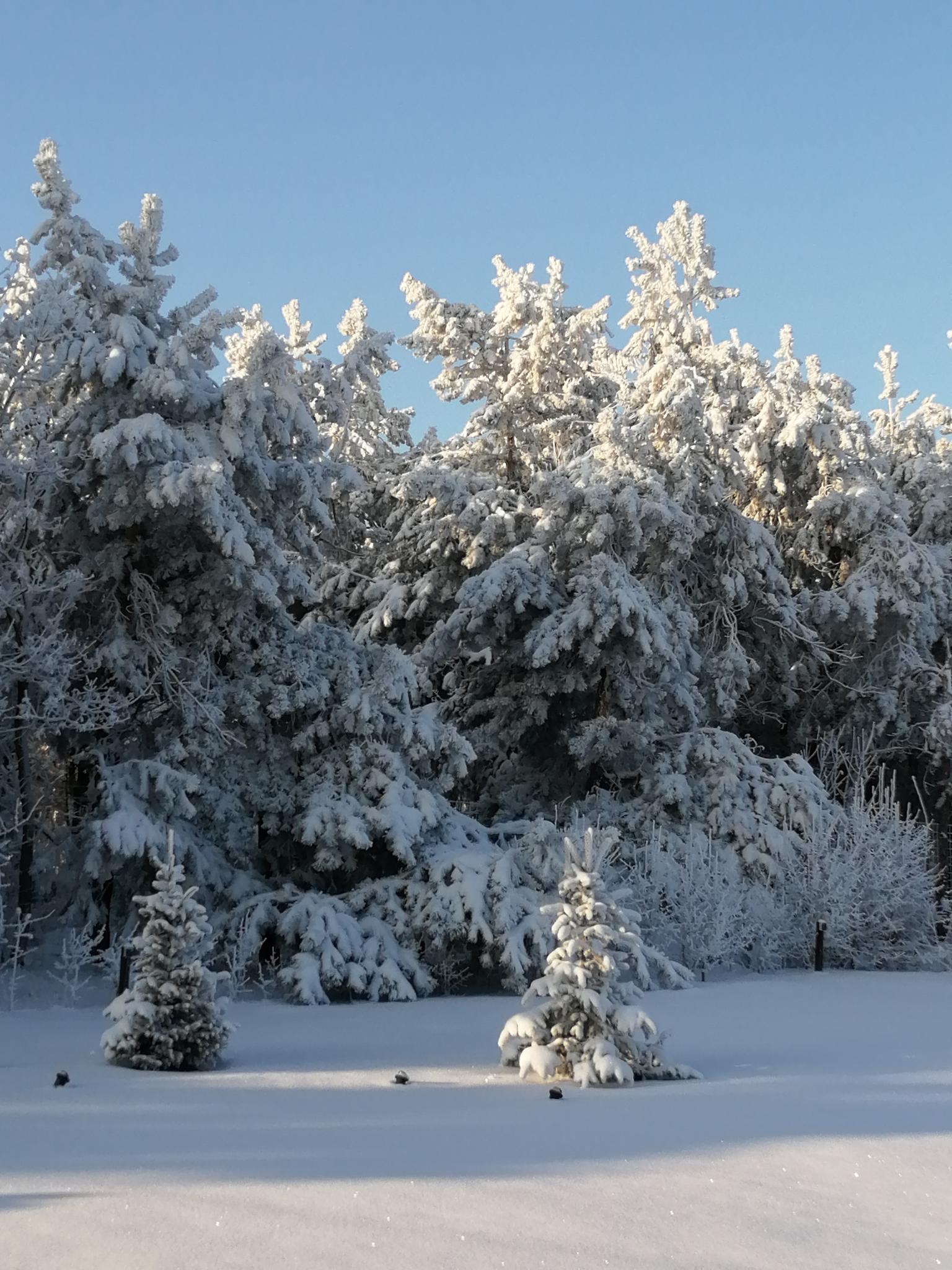 Фото Eco Forrest Club SPA