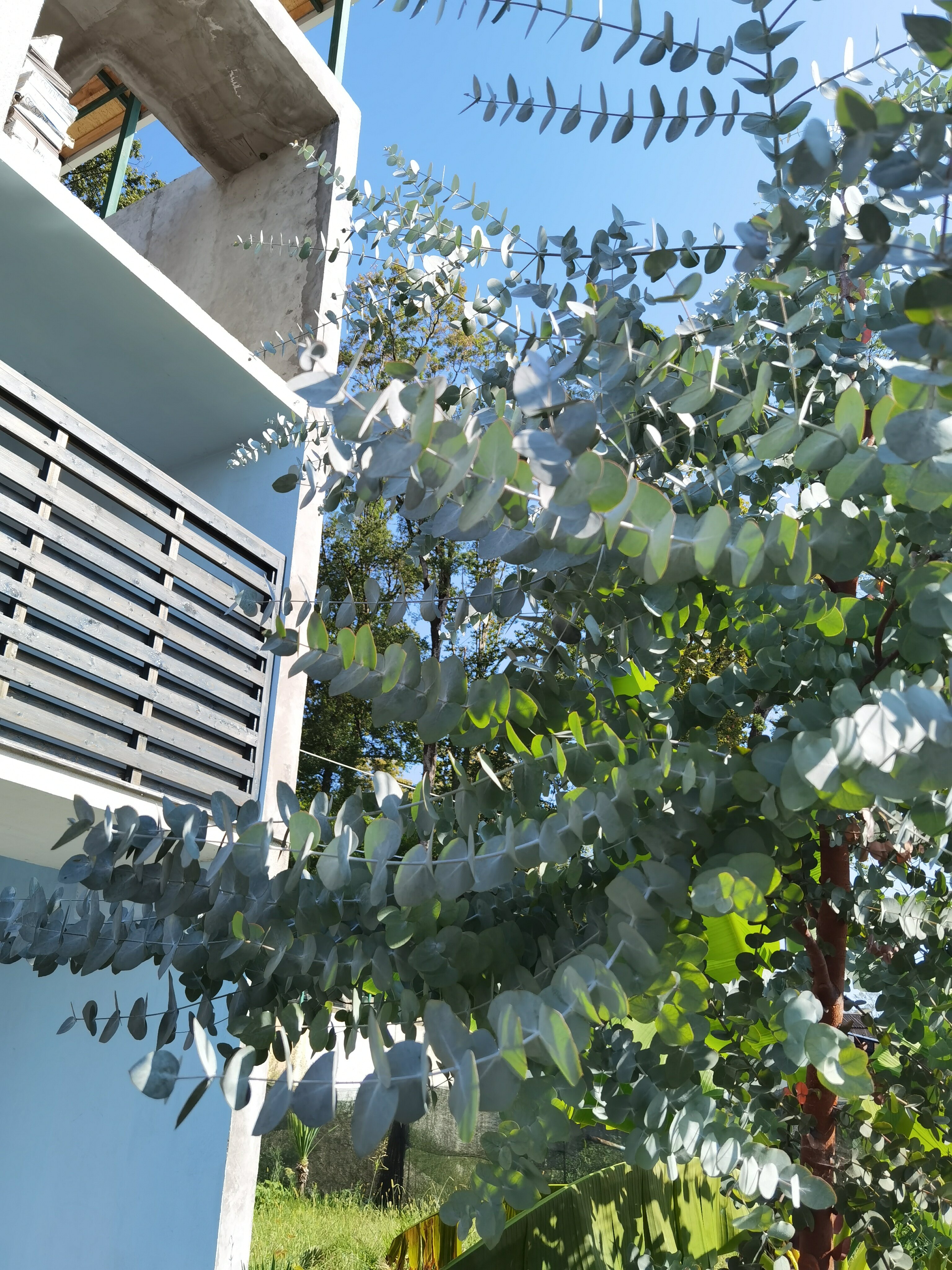 Фото Горландия