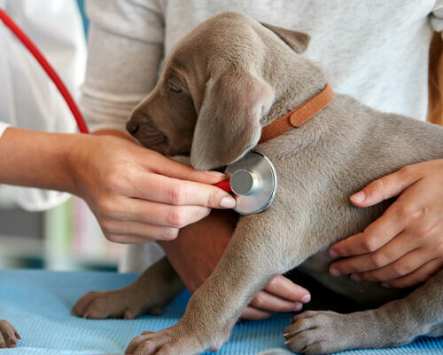 Veterinary clinic Alpha Vet, Dubai, photo
