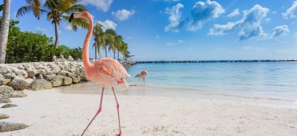 Фото Ocean Front Property - Villa 1 Aruba