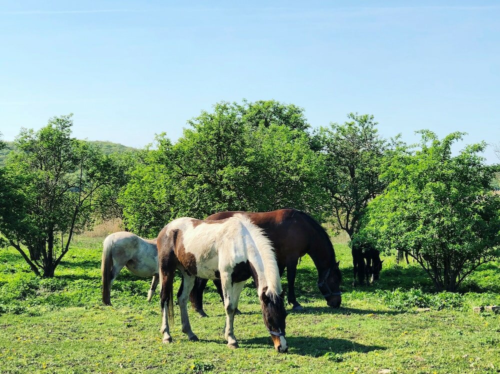 Фото The Houses of History - anno 1830