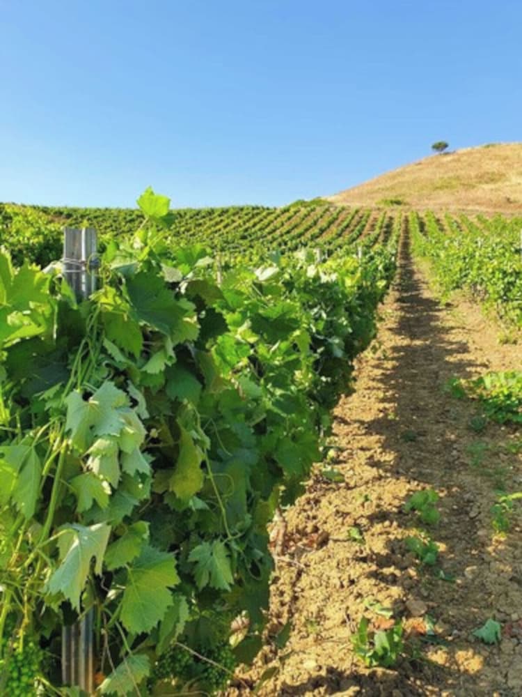 Фото Ponte Calatrasi Agriturismo