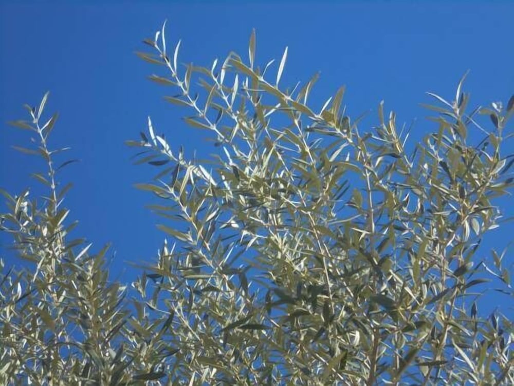 Фото Villa Le Tre Palme