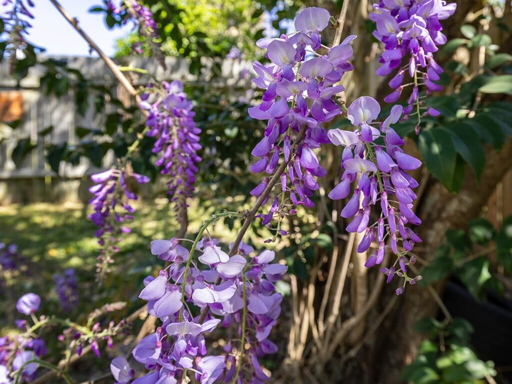 Фото Palms On Fifth