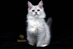 Arcanum Pride Maine Coon Cattery (Fyodora Abramova Street, 16к1) ، مربي الحيوانات