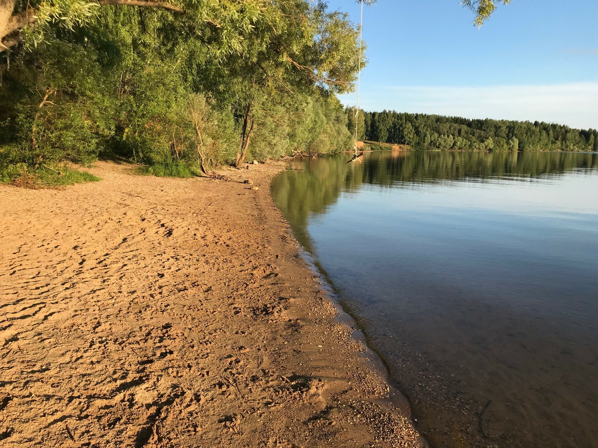 Фото Дельфин
