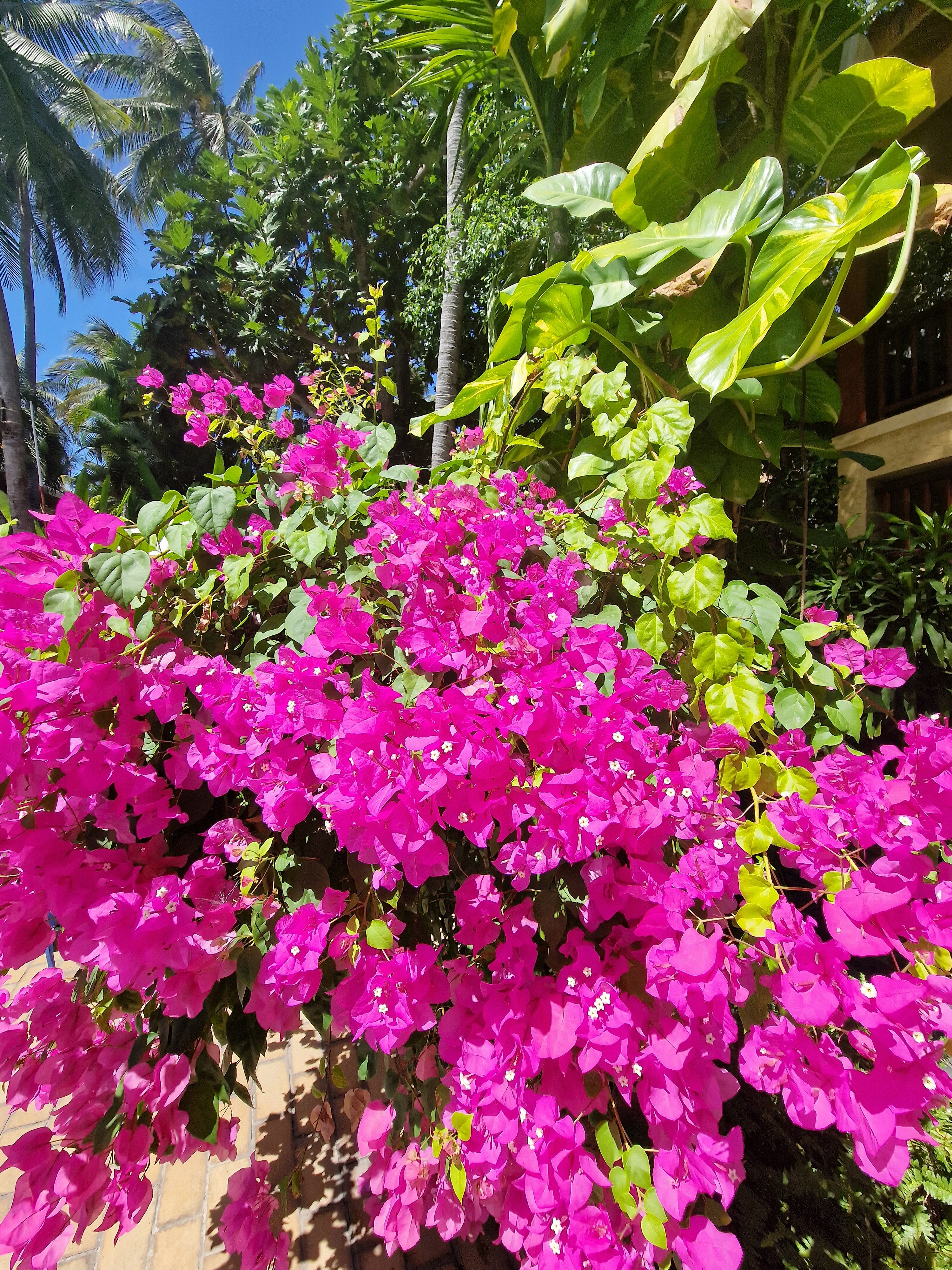 Фото Bamboo Village Beach Resort & SPA