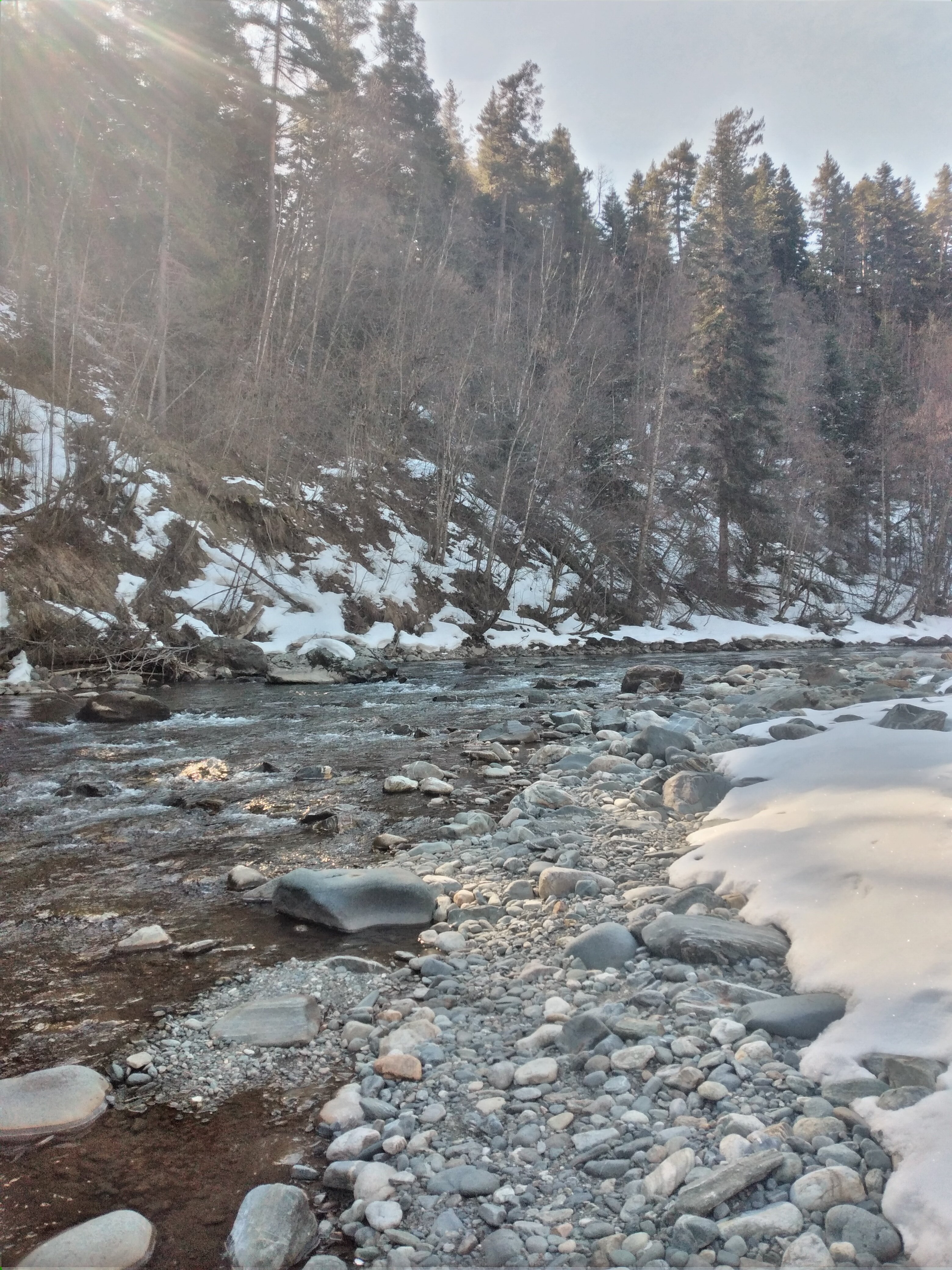 Фото Пихта-парк