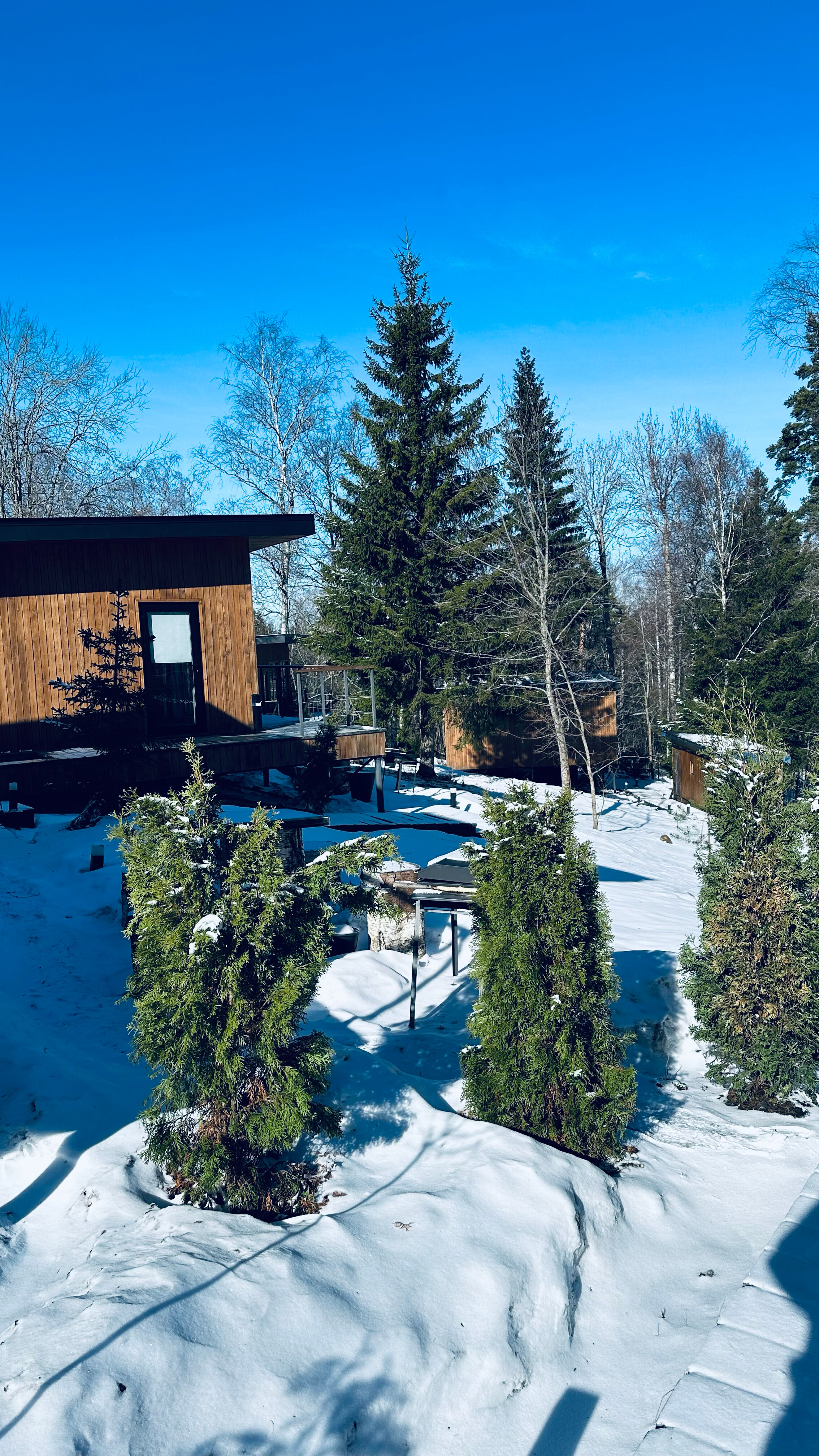 Фото Лесной восход