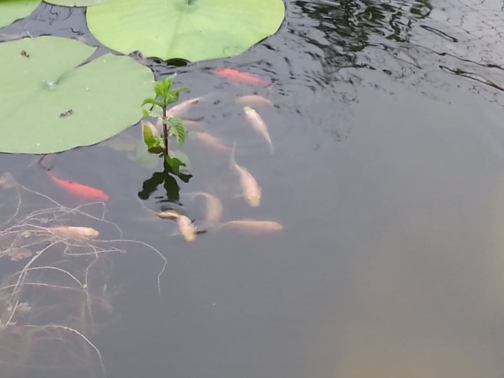 Фото Studio Apartments Korosteljev