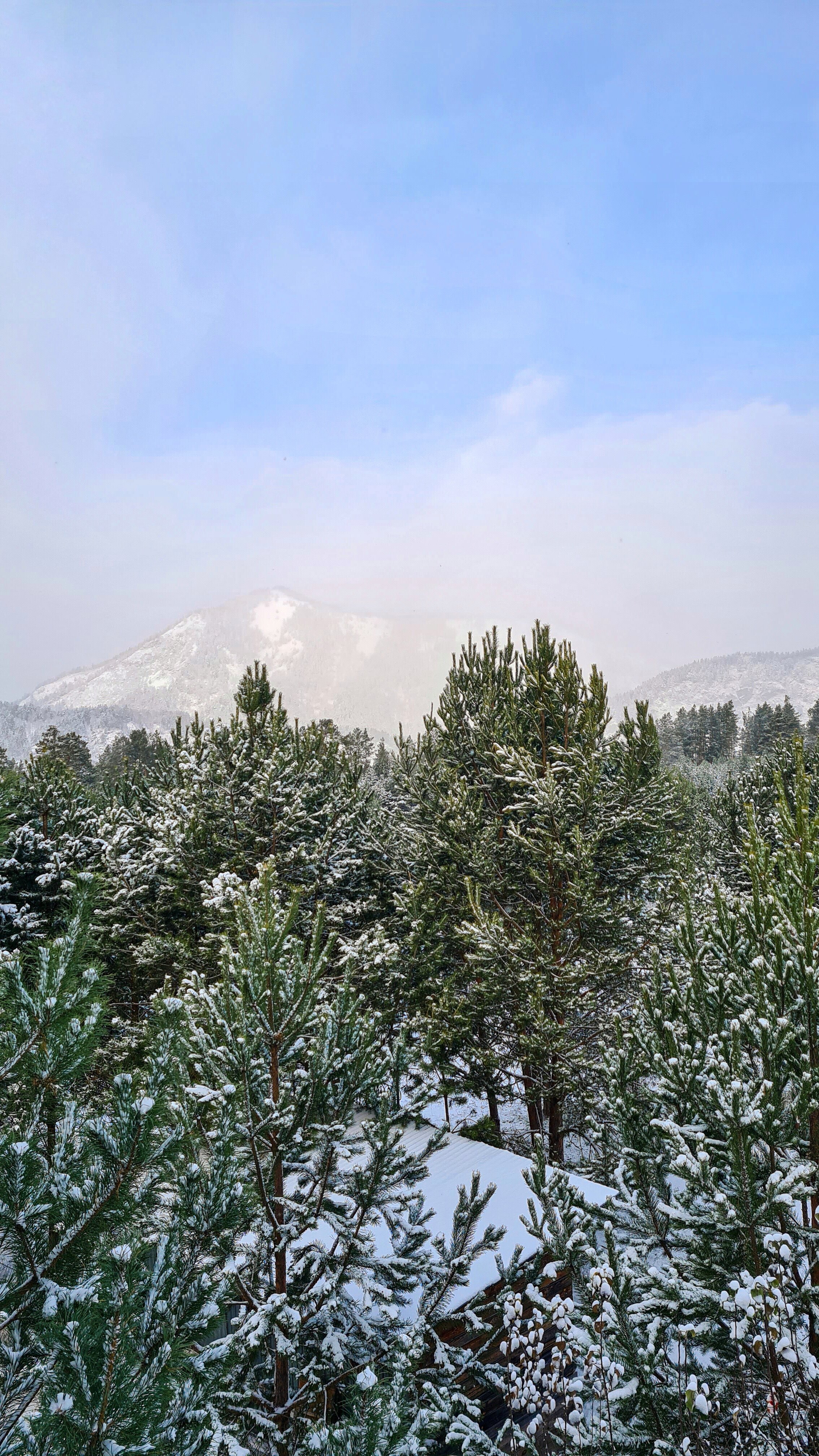 Фото Горы&Сосны
