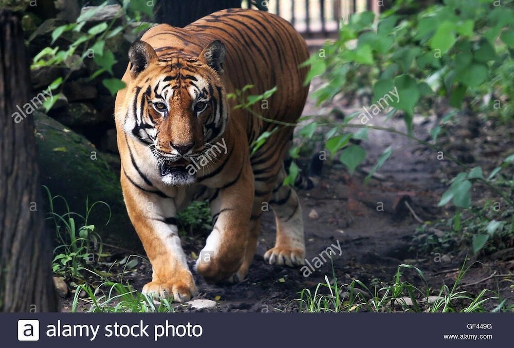 Фото Hotel Timila