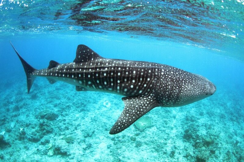 Гостиница Whale Shark Inn Maldives