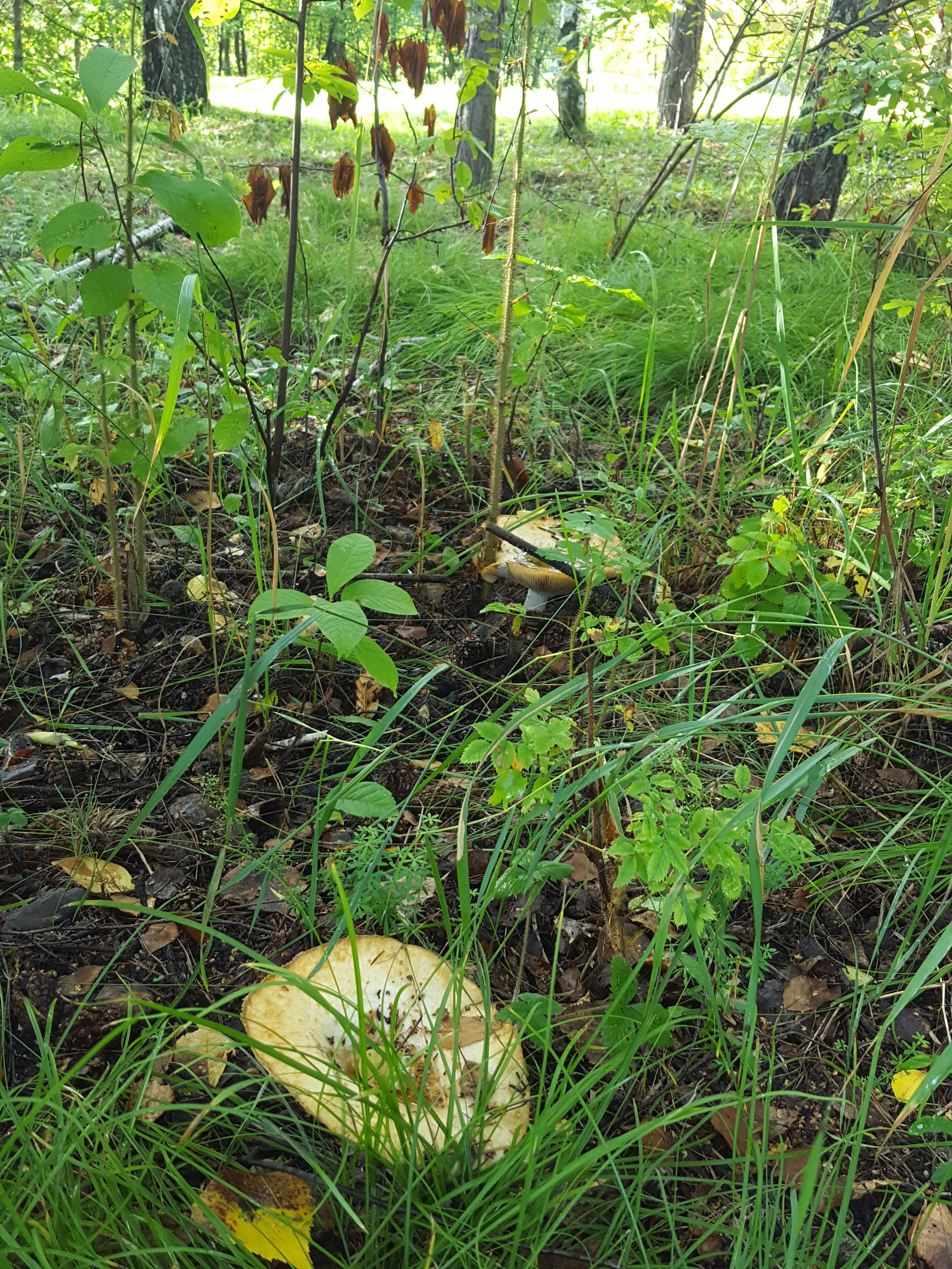 Фото Летний сад