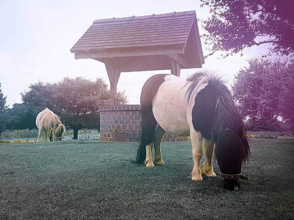 Фото The Moorhead Bed & Breakfast