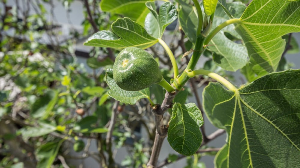 Фото Landhaus Zur Issel