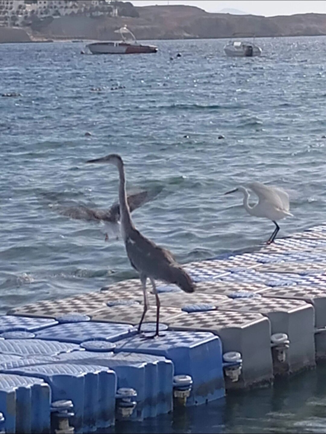 Фото Cataract Sharm Resort