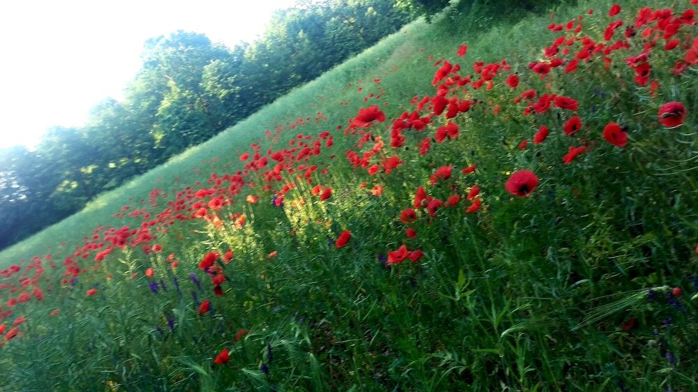 Фото Hotel Nordischer Hof