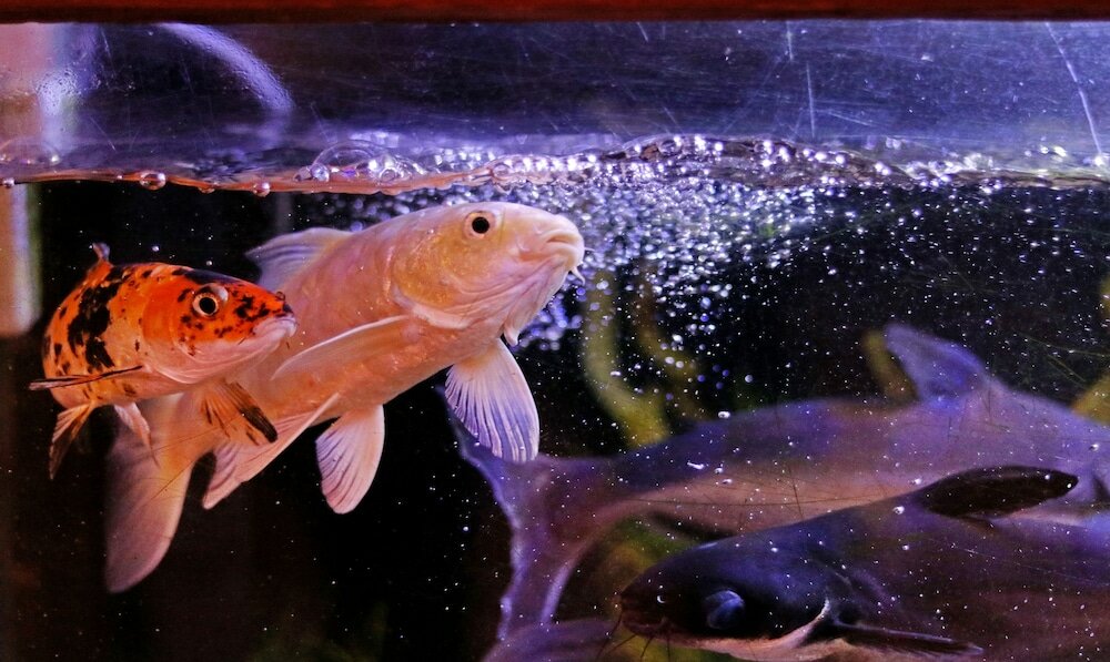 Фото Treebo Trend Msr International