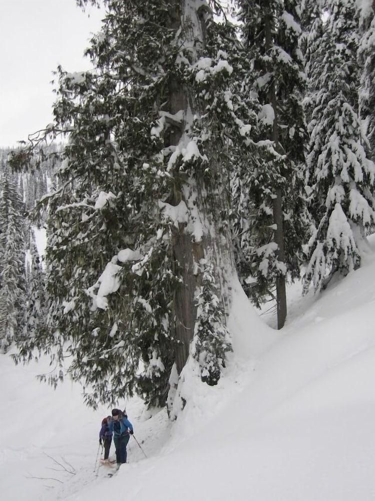 Фото Snowy Mountain Lodge
